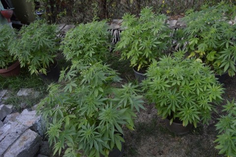 kannabisz ültetvény baján (Array)