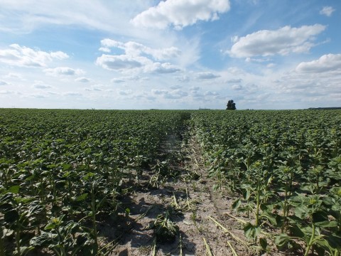 letarolt napraforgó (Array)