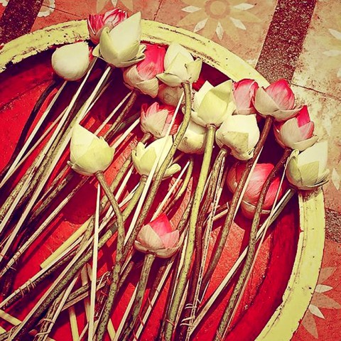 lótusz virág, buddhizmus (Array)