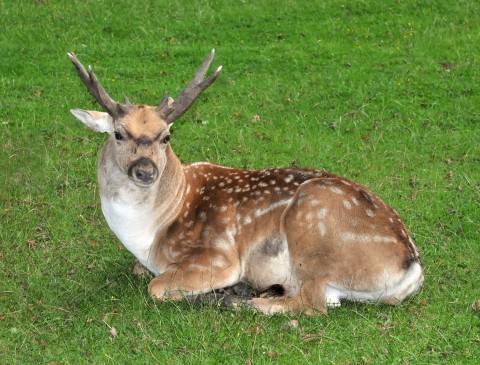 mezopotámiai dámvad (Array)