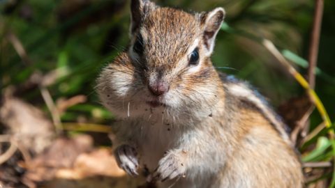 mokus(960x640).jpg (Array)