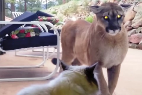 puma-vs-macska(960x640).jpg (Array)