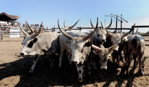 szürkemarha (Array)