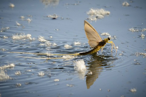 tiszavirágzás, kérész (Array)