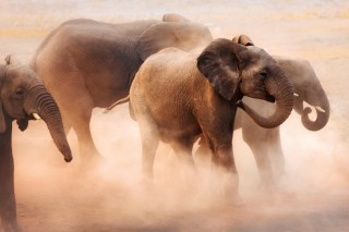 Elefántok (Array)