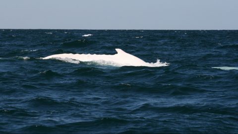 Fehér álna (Array)