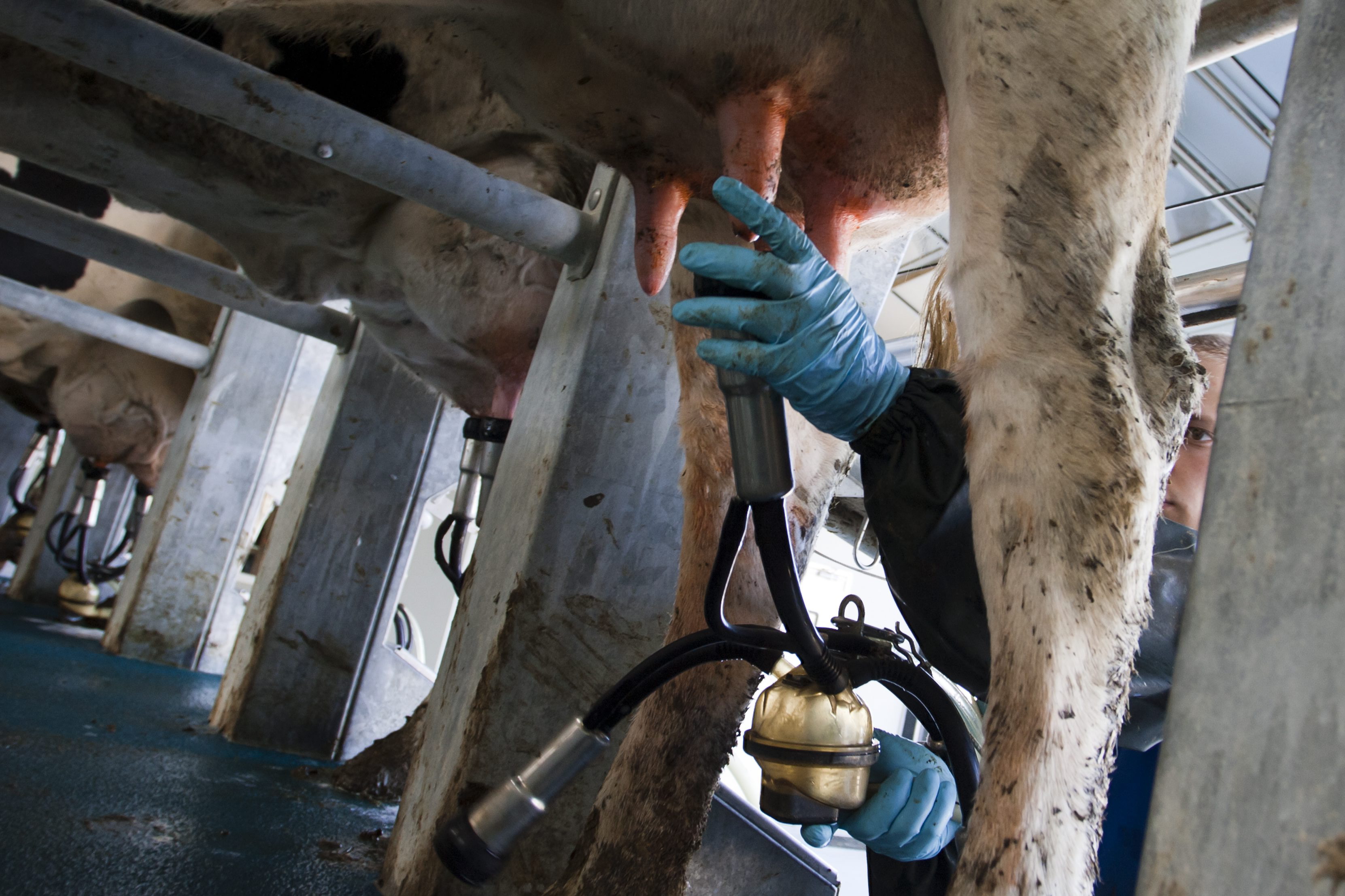 Fejes(210x140).jpg (Array)