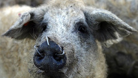 Mangalica (Array)
