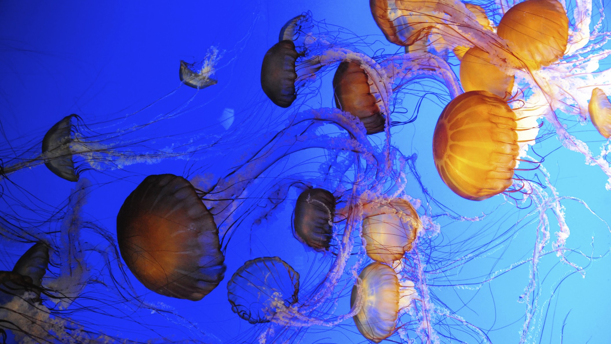 Meduza(430x286).jpg (Array)