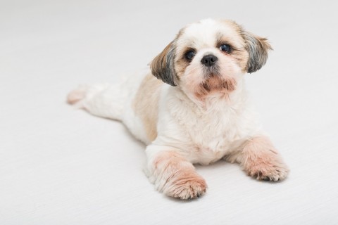 Shih tzu (Array)