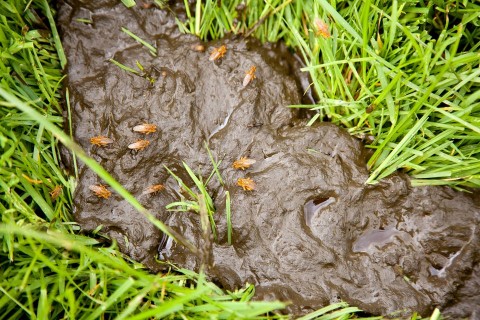 Tragya(210x140).jpg (Array)