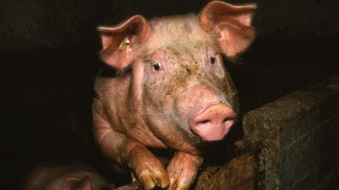 diszno(210x140).jpg (Array)