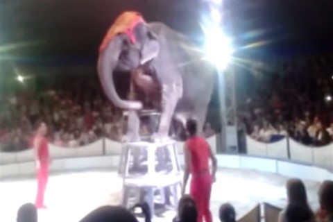 elefantbaleset(960x640).jpg (Array)