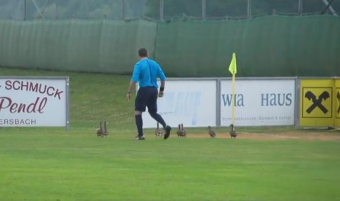 kacsák a pályán (Array)