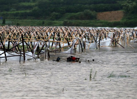 kínai tájfun (Array)