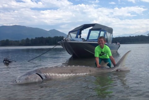 kisfiú óriáshallal (Array)