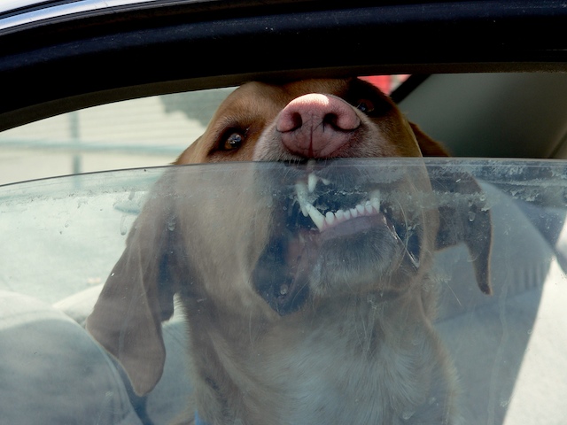 kutya autóban (Array)