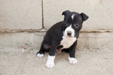 kutyakolyok(960x640).jpg (Array)