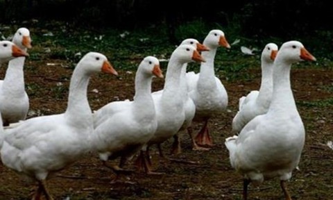 liba(2)(960x640).jpg (Array)