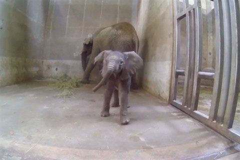 nyiregyhazi-kiselefant(960x640).jpg (Array)