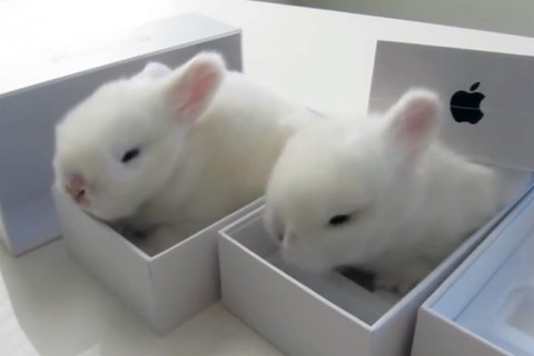 nyul(210x140).jpg (Array)