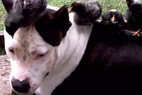 pitbull-csibekkel(960x640).jpg (Array)