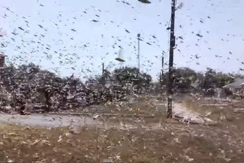 sáskajárás (Array)