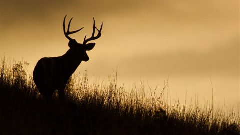 szarvas(430x286)(1).jpg (Array)