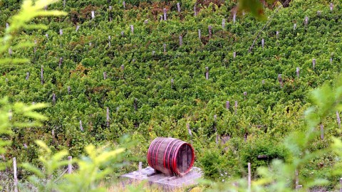 szekszardi-borvidek(960x640).jpg (Array)