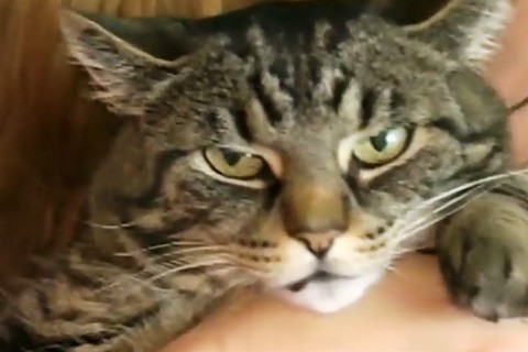 tabby-1(960x640).jpg (Array)