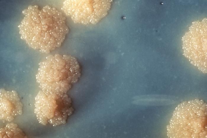 tbc baktérium (Array)