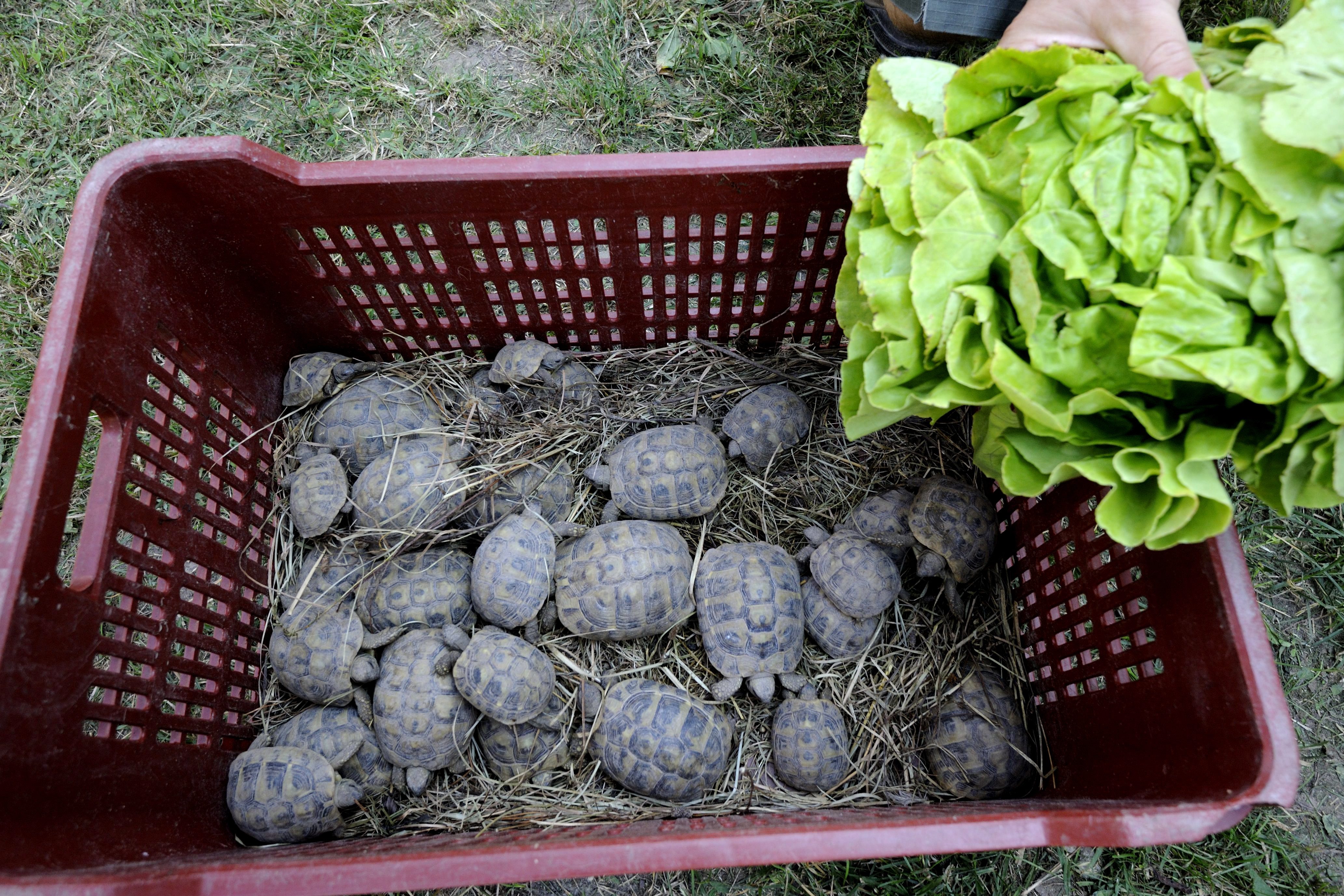 teknősmigráns (Array)