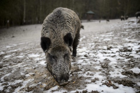 vaddiszno(210x140).jpg (Array)