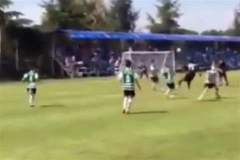 Besiktas-kissrac(960x640).jpg (Array)