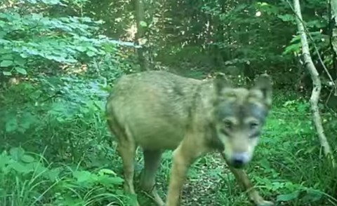 Farkas Aggteleken (Array)