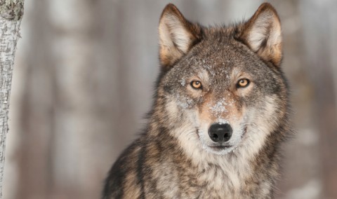 Farkas(210x140).jpg (Array)