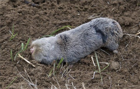 Foldikutya(650x433).jpg (Array)