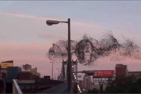 Putyin-madarak(960x640).jpg (Array)