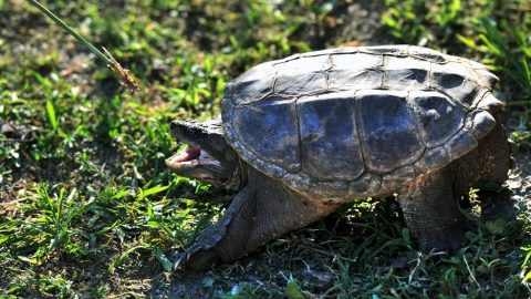 aligatorteknos(650x433).jpg (Array)