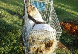 allatkinzas-kispesten(650x433).jpg (Array)