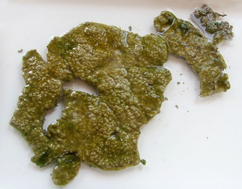 balatoni algagyep (Array)