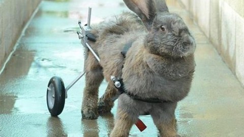 bertha(650x433).jpg (Array)