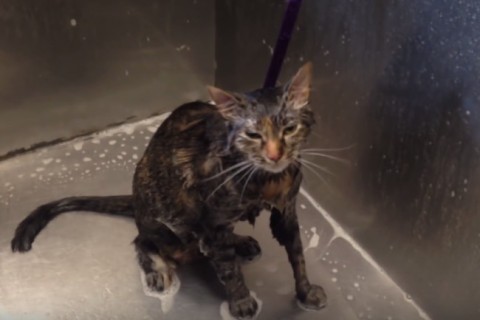 beszélő macska (Array)