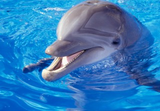 delfin (Array)