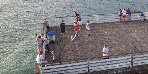 drónhorgász (Array)