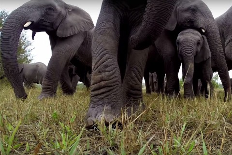 elefant-gopro(960x640).jpg (Array)