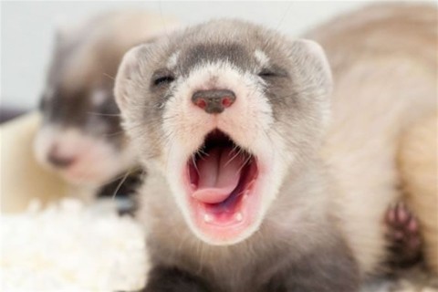 faradtsag(960x640).jpg (Array)