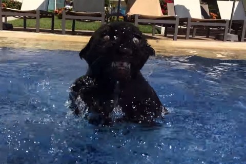 furdozo-jaguarkolyok(960x640).jpg (Array)