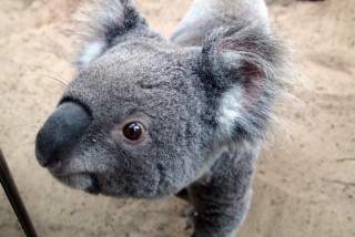 koala (Array)