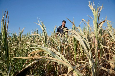 kukorica(210x140).jpg (Array)